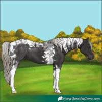 Horse Color:Liver Chestnut Tobiano 