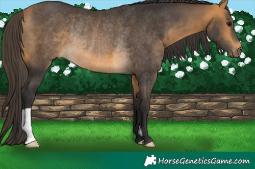 Horse Color:Buckskin Rabicano 