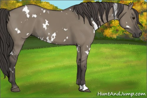 Horse Color:White Spotted Smoky Grullo