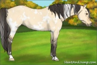 Horse Color:White Spotted Buckskin Dun 