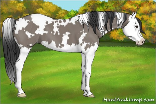 Horse Color:White Spotted Grullo Sabino Splash 