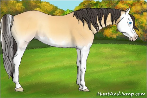 Horse Color:Buckskin Onyx Sabino Splash