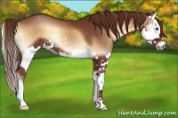 Horse Color:Red Onyx Sabino Splash 