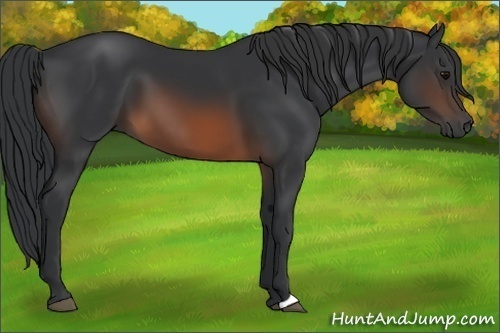 Horse Color:Brown 