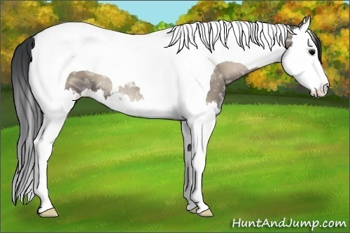 Horse Color:Grullo Ice Onyx Splash Tobiano