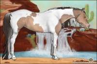 Horse Color:Sable Champagne Tobiano Varnish 