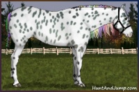Horse Color:Painted Buckskin Appaloosa 
