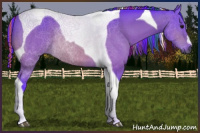 Horse Color:Gray Painted Watercolor Buckskin Tobiano Rabicano 