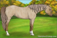 Horse Color:Chocolate Palomino Roan Dun