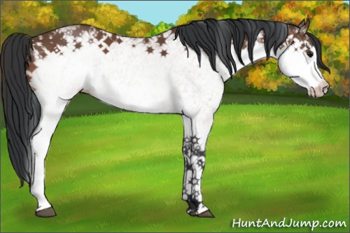 Horse Color:White Spotted Bay