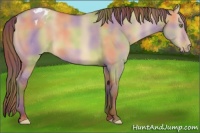 Horse Color:Nacre Amber Champagne Dun Appaloosa