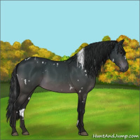 Horse Color:Gray White Spotted Bay