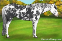 Horse Color:Black Sabino 