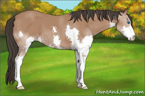 Horse Color:Bay Splash