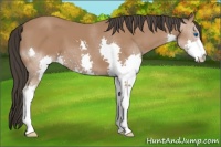 Horse Color:Bay Splash 