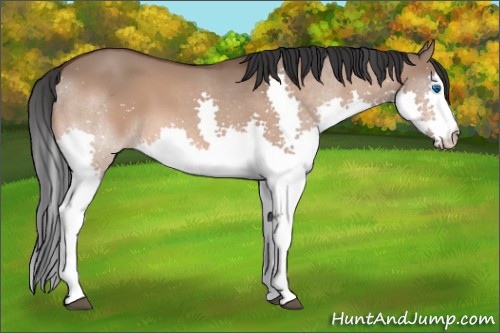 Horse Color:Bay Dun Splash 