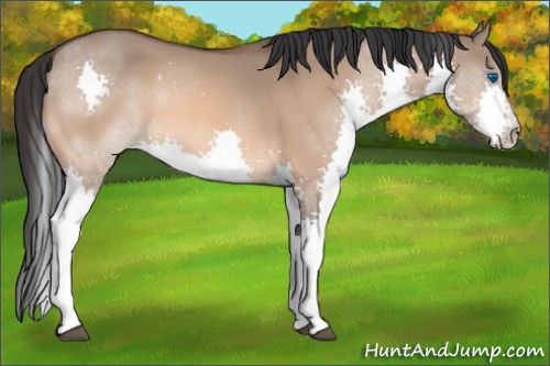Horse Color:Bay Dun Splash