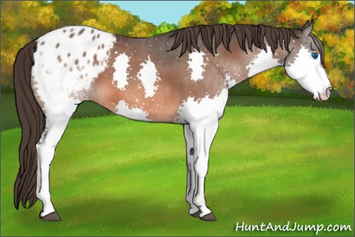 Horse Color:Brown Splash Appaloosa