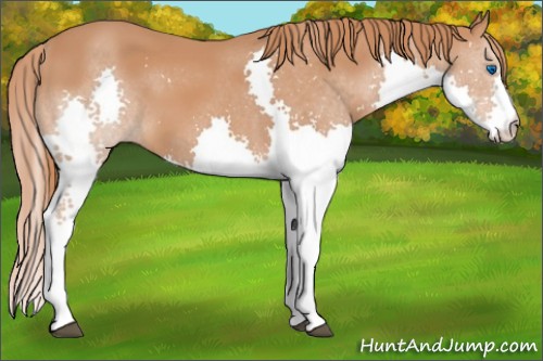 Horse Color:Chestnut Splash 