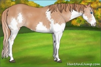 Horse Color:Chestnut Splash