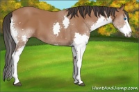 Horse Color:Bay Splash 