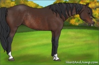 Horse Color:Brown Sabino Rabicano 
