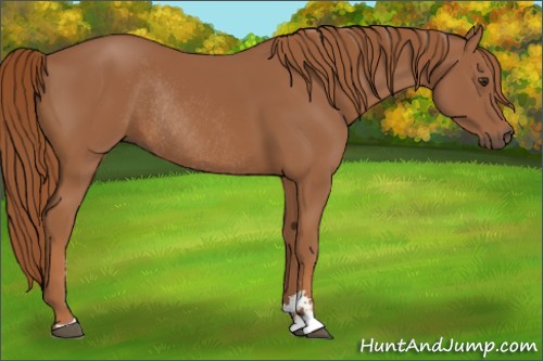 Horse Color:Chestnut Sabino Rabicano