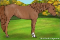Horse Color:Chestnut Sabino Rabicano 