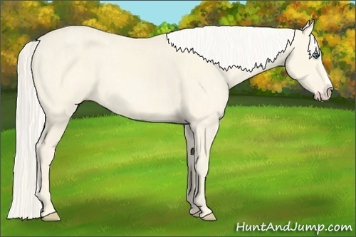 Horse Color:Cremello Dun Splash  Brindle