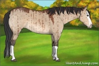Horse Color:Brown Dun Splash