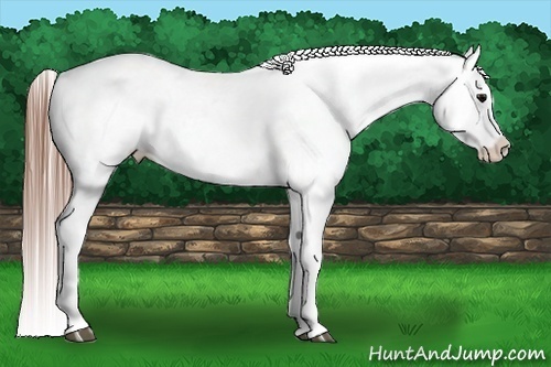 Horse Color:Grullo Splash Tobiano Appaloosa 