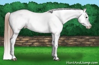 Horse Color:Grullo Splash Tobiano Appaloosa 