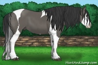 Horse Color:Grullo Splash Tobiano 