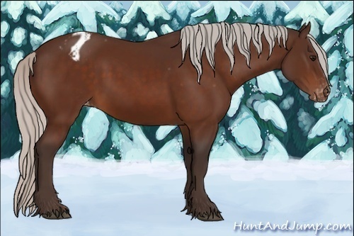Horse Color:Silver Brown Appaloosa