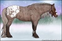 Horse Color:Silver Brown Roan Appaloosa 