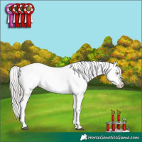 Horse Color:White Spotted Silver Grullo Sabino Appaloosa Brindle
