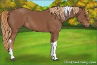 Horse Color:Chestnut Tobiano