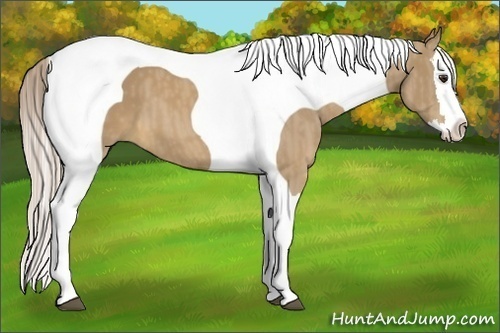 Horse Color:Palomino Splash Tobiano  Brindle