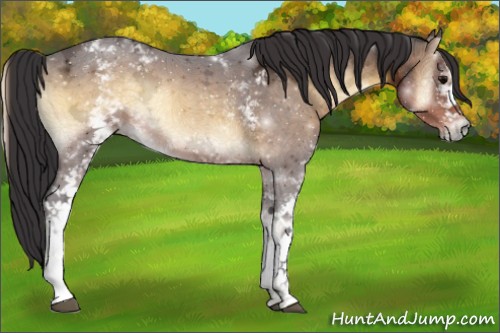 Horse Color:White Spotted Buckskin Ice Onyx 