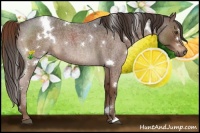 Horse Color:White Spotted Liver Red Roan 