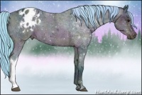 Horse Color:Watercolor Midnight Buckskin Ice Appaloosa