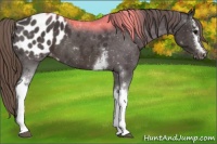 Horse Color:White Spotted Smoky Black Blanket 