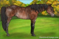 Horse Color:Brown Ice Rabicano 