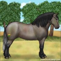 Horse Color:Brown Dun 