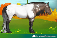 Horse Color:Brown Dun Appaloosa 