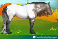 Horse Color:Brown Dun Appaloosa 