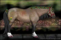 Horse Color:Brown Dun 