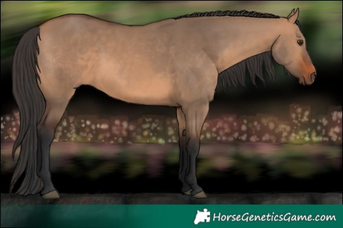 Horse Color:Bay Dun