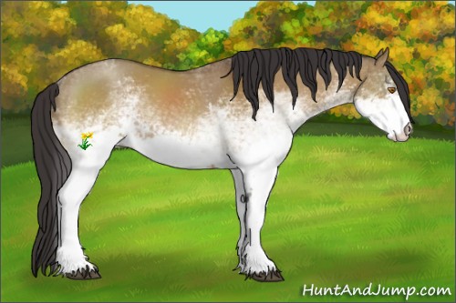 Horse Color:White Spotted Buckskin Dun 