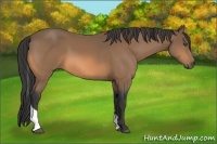 Horse Color:Buckskin Tobiano